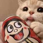 Avatar of Ayesha Qureshi